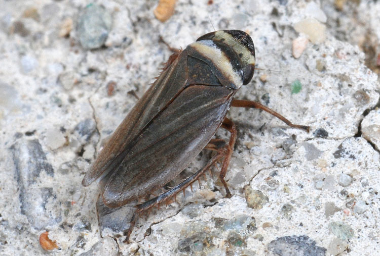 Aphrodes costata?